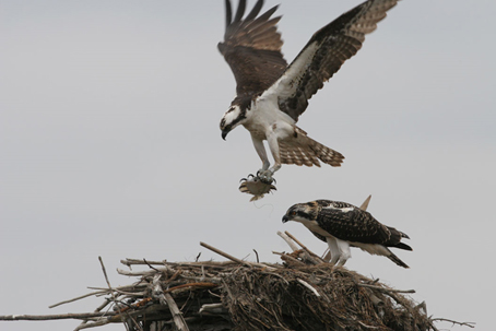 An osprey delivers a fish to a nest at William L. Finley National Wildlife Refuge. Photo credit:  Edmund P. Schulz.
