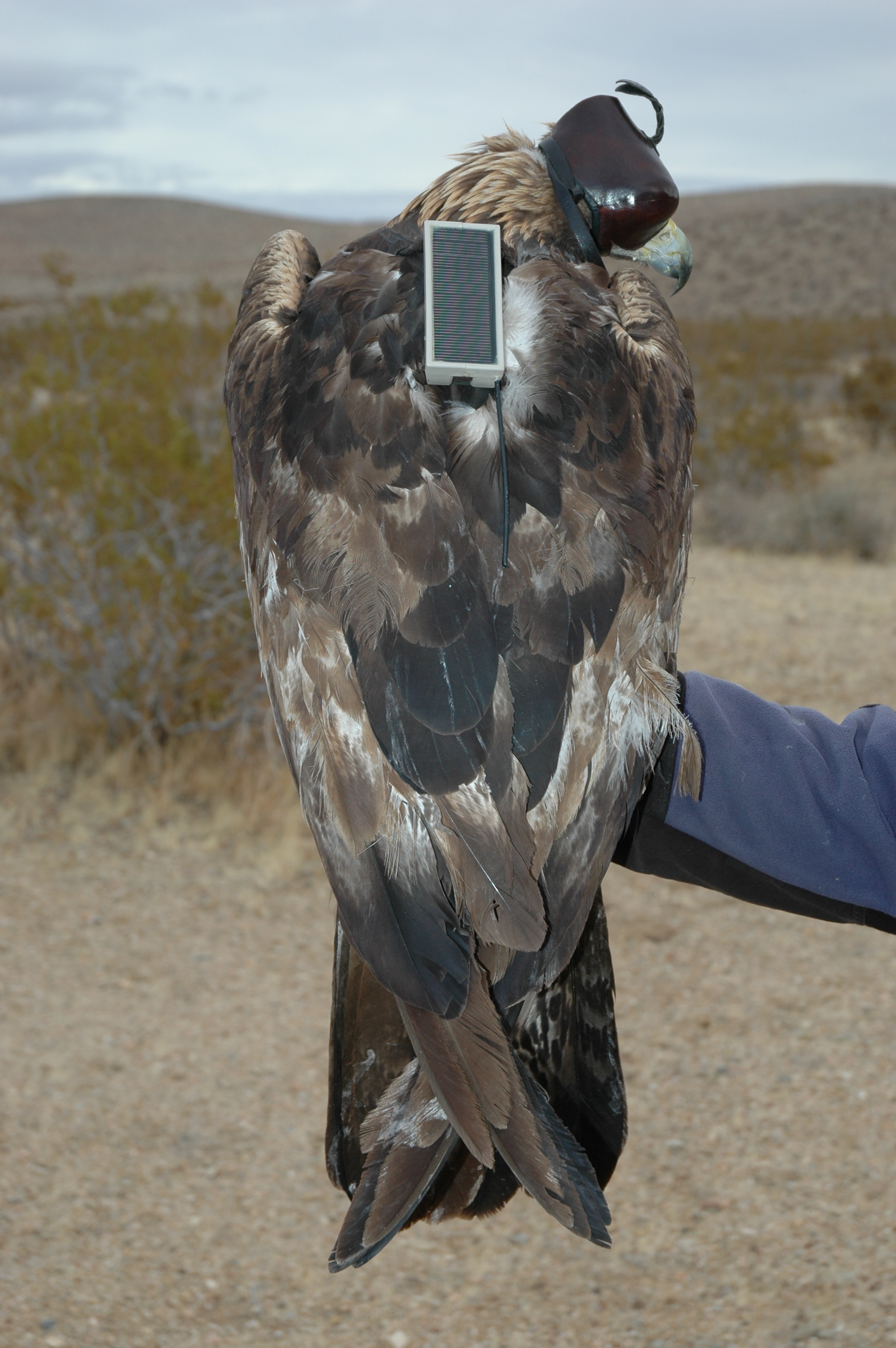 Female golden eagle with GPS-GSM transmitter. From 2012 to 2013, telemetry data were collected from nine eagles outfitted with a backpack holding a GPS-GSM telemetry system. The telemetry system recorded and stored a GPS location every 15 minutes and sent the locations via the GSM network or mobile phone, to a server once per day.