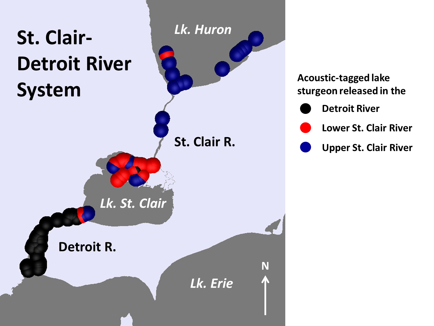 Acoustically tagged lake sturgeon in the St. Clair-Detroit River system, 2014. Color indicates the geographic location of original capture of the specimen before tagging. Dots represent habitat use of tagged fish.