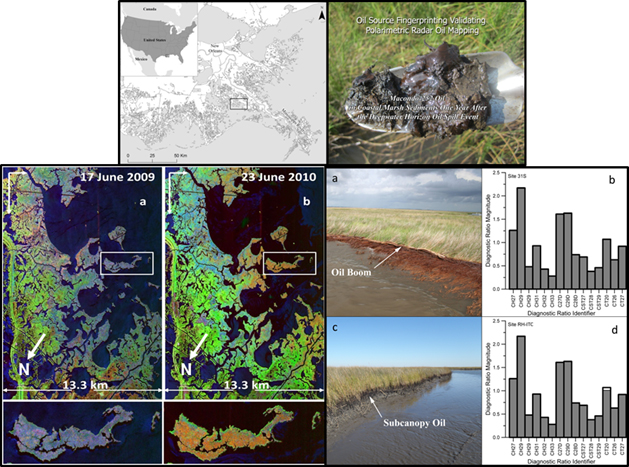 Top: Study area location and oil-contaminated mud. Left: (a) 2009 and (b) 2010 PolSAR processed scenes of the Mississippi River Delta marshes. Changes in color denote changes in marsh condition. Right: (a) shoreline and (c) subcanopy DWH oiling. (b& d) Chemical fingerprinting showed sediment one year after spill contained DWH oil at these sites. The black outlines in b and d represent  the pure DWH oil fingerprint, and the gray fill represents the site oil fingerprint. The closer the gray shading is to the black outline, the more likely the fingerprint is DWH oil.