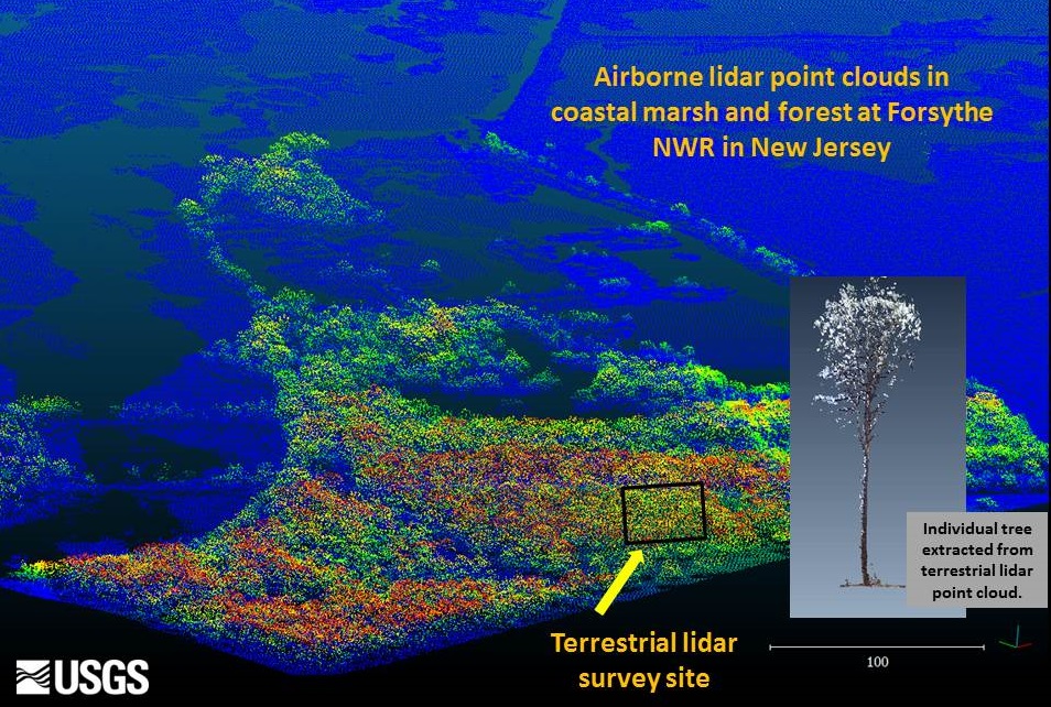 Perspective view of Light Detection and Ranging (LiDAR) results showing an aerial LiDAR image of Edwin Forsythe National Wildlife Refuge, New Jersey (view from the southwest ), and example image of an individual tree extracted from a terrestrial LiDAR scan of the same area (inset).  USGS scientists are using these data to assess forest vegetation damage due to Hurricane Sandy.  (Image credit: Cindy Thatcher).