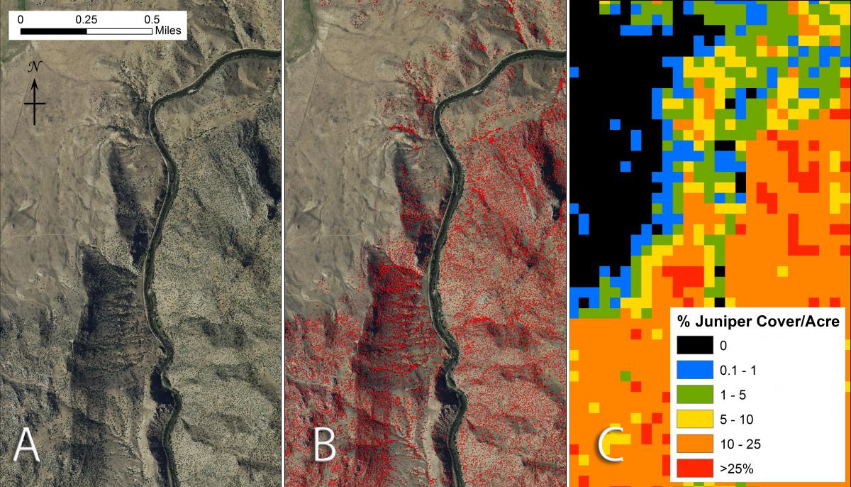 Geographic Information System (GIS) products derived from classification of (A) the original 2015 NAIP imagery included (B) a pixel-level juniper canopy polygon layer and (C) a layer showing juniper canopy cover aggregated by acre unit.