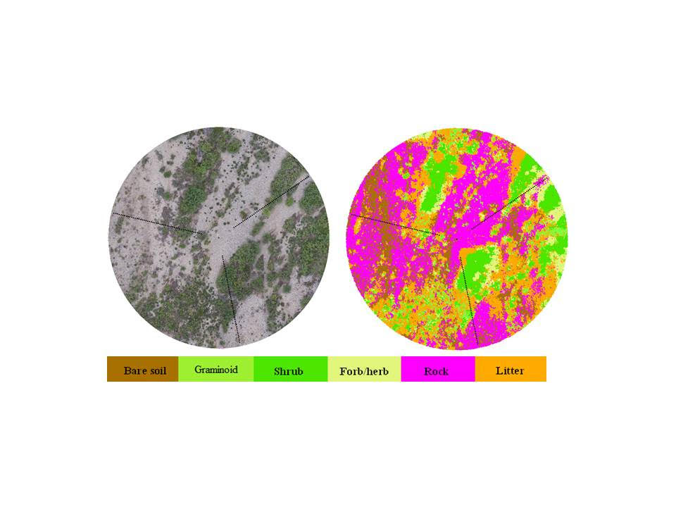 Very high resolution aerial imagery collected with Unmanned Aerial Systems allows researchers to map land cover and life forms across Assessment Inventory and Monitoring plots. Image shows true color imagery (L) and classified image (R). Transects (dotted black lines) are 25 m long.