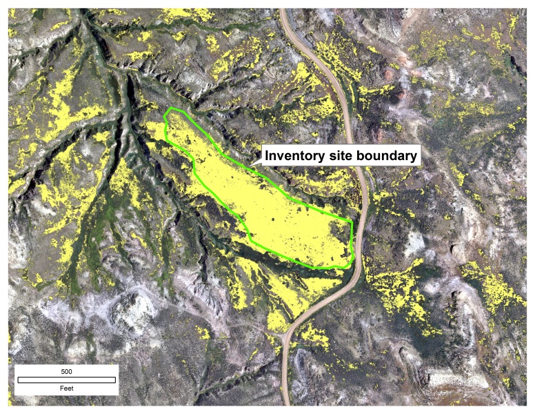 An inventory site and one of the orthomosaic tiles. The classified cheatgrass infestations are shown in yellow. North is oriented toward the top of the image.