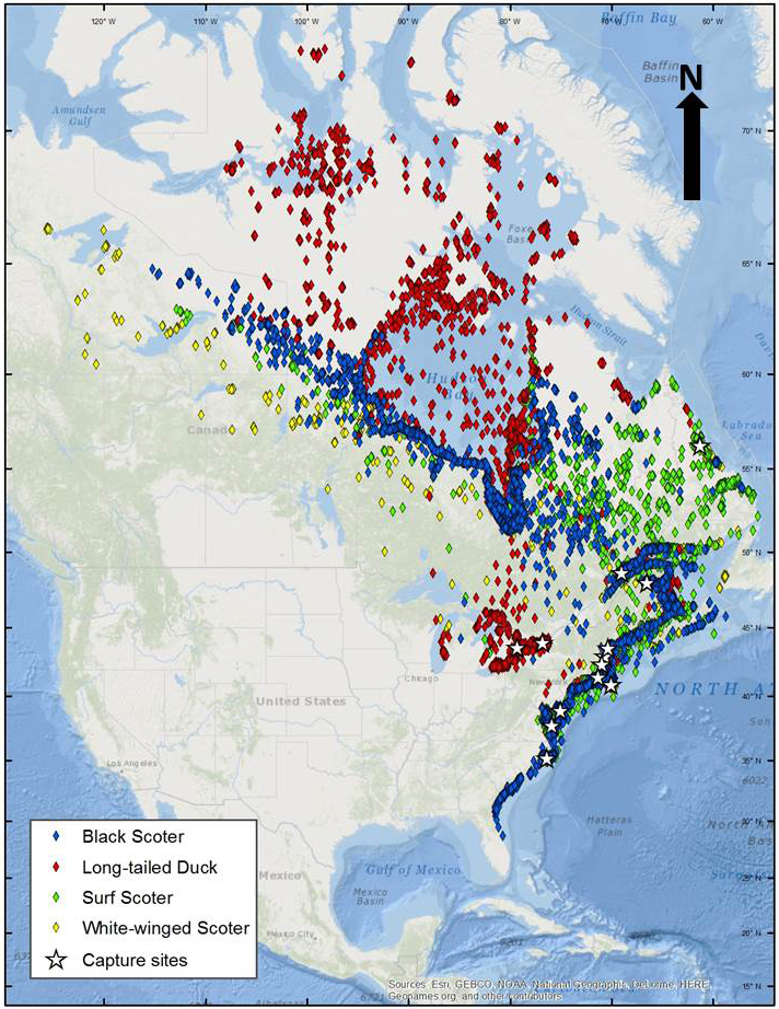 Geographic extent of sea duck locations determined from satellite telemetry along the Atlantic coast and Great Lakes.  Points represent the best location per duty cycle.