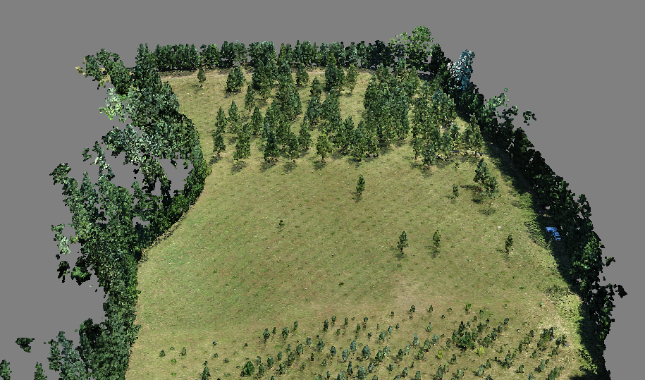3D dense point cloud of Douglas fir orchard