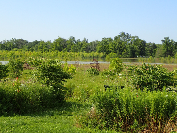 Flooded bottomland restoration site at Bluffton, Indiana. The foreground includes young shrubs and trees on a higher elevation location. Many planted stems have died in the middle area (shown under water), and silver maple recruitment is abundant near the mature trees along the edge of the restoration in the background.