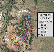 Annual migration between Arizona and Wyoming