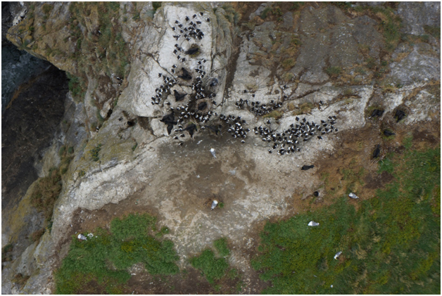 Caption:  Image of cormorants, murres, and gulls nesting on Copalis NWR with NOAA's Quadracopter Md4-1000.