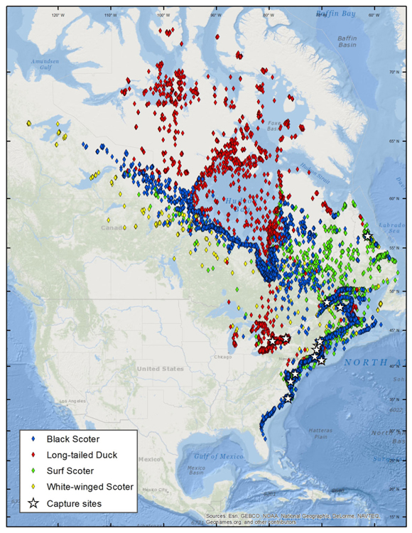 Geographic extent of locations determined from satellite telemetry of sea ducks marked along the Atlantic coast and Great Lakes.