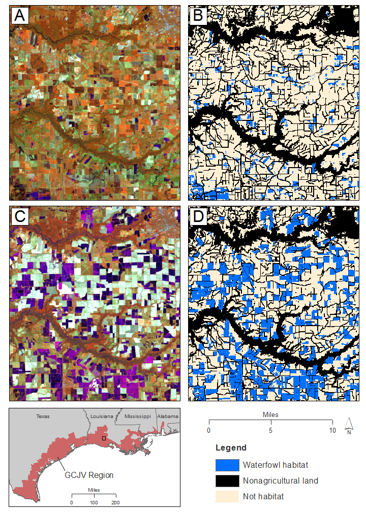 Waterfowl habitat on inland agricultural lands during fall and winter of 2016–2017 for a selected area in southwestern Louisiana. (A and C) Satellite imagery during fall 2016 (A) and winter 2017 (C). Imagery is a false-color composite of Landsat 8 imagery (bands 5, 6, 4) in which water appears blue or purple, vegetation appears red or brown, and bare land appears yellow or green. (B and D) Waterfowl habitat assessments for fall 2016 (B) and winter 2017 (D). In these maps, waterfowl habitat (blue) includes flooded agricultural fields, temporary and seasonal wetlands, and moist soil impoundments. Non-agricultural lands (black) are areas that have been excluded from assessments, which include forests, permanent water bodies, and urban areas. 