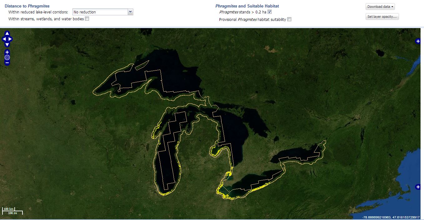 Great Lakes distribution of the invasive Phragmites.