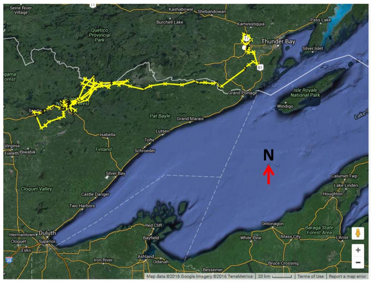 GPS-collared Wolf 7246 moved from her natal area over 200 km from Minnesota into Canada and then returned to her natal area.