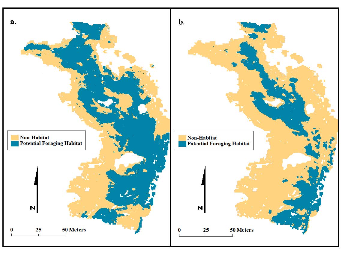 Mapped potential black oystercatcher foraging habitat with 1 m (a) and 2 m (b) sea-level rise at Rabbit Rock, Oregon.