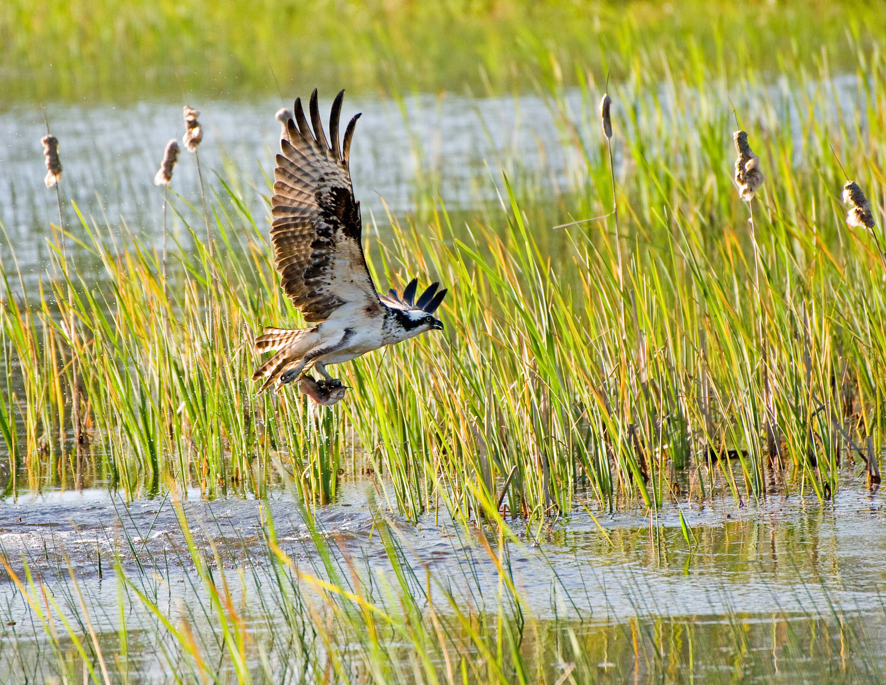 An osprey flies off with a fish at William L. Finley National Wildlife Refuge.
