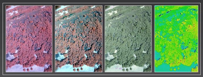 Small unmanned aircraft system collected color-infrared image samples of vegetation at Havasu National Wildlife Refuge, near Needles, California (left to right: color-infrared, stretched color-infrared, natural color, and NDVI [Normalized Difference Vegetation Index]). (USGS Image)
