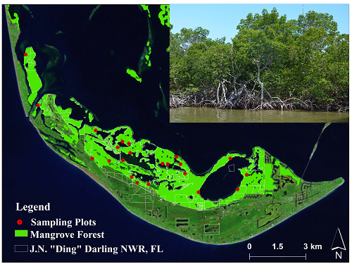 Location of permanent sampling plots for measuring aboveground biomass at J.N. “Ding” Darling National Wildlife Refuge, Florida.