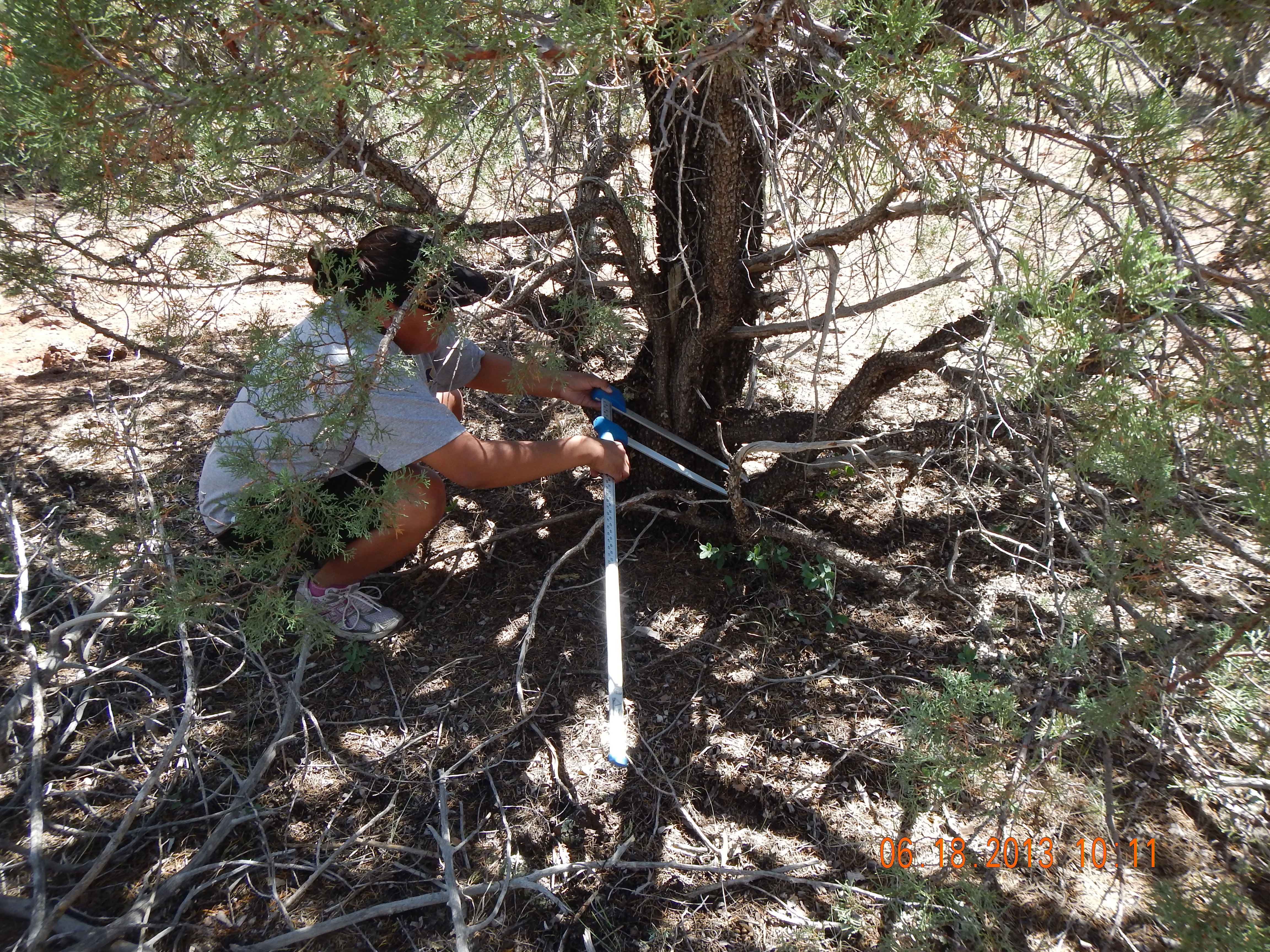 Northern Arizona University graduate student Terri Victor measures forest structural attributes as part of an internship sponsored by the USGS Student Interns in Support of Native American Relations (SISNAR) program.