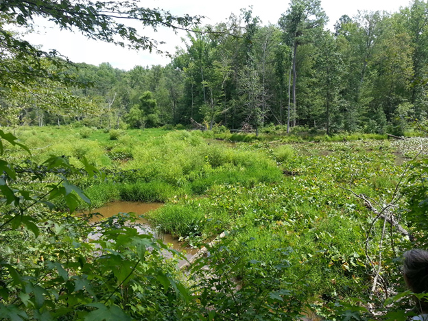 Wetland area at Fort A.P.Hill