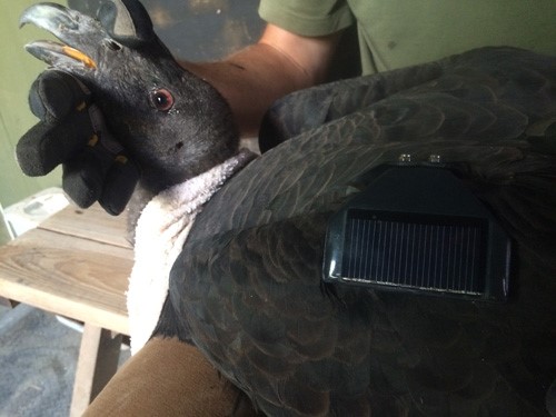 California condor for GSM GPS wing mount (courtesy, Ventana Wildlife Society).