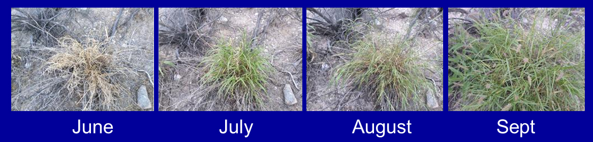 Figure: Scientists exploit the rapid response of buffelgrass to rainfall using citizen science observations, remote sensing imagery, and precipitation data to map and monitor greenness timing and location.