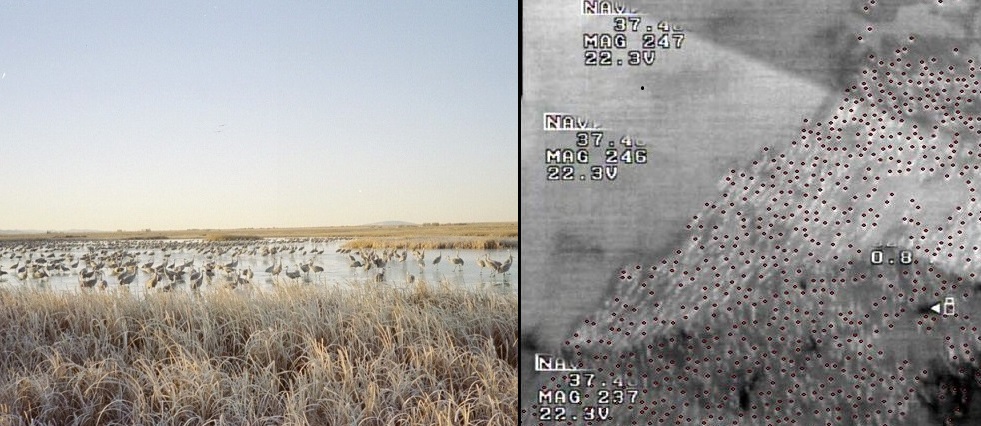 Traditional, ground-based view used for population estimation of sandhill cranes on roost at Monte Vista National Wildlife Refuge, near Monte Vista, Colorado, and small unmanned aircraft thermal infrared image (dark dots indicate individual sandhill cranes). (USGS Image)