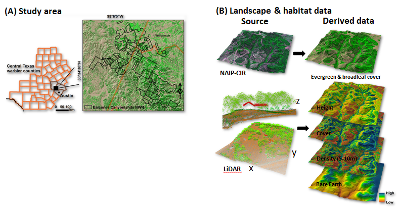 The study takes place on (A) Balcones Canyonlands National Wildlife Refuge, Texas, and uses (B) NAIP-CIR and discrete return lidar data to characterize songbird habitat features for oak and Ashe juniper woodlands.