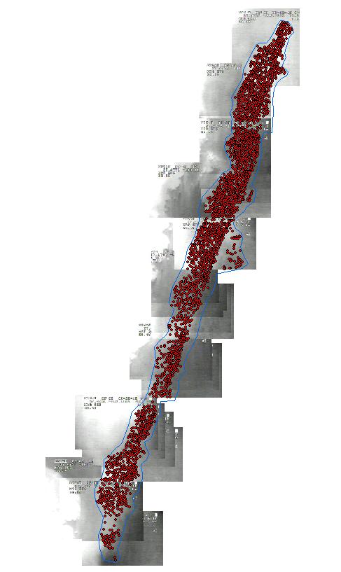 Cranes (red dots) on roost identified by enhancing sUAS thermal video imagery