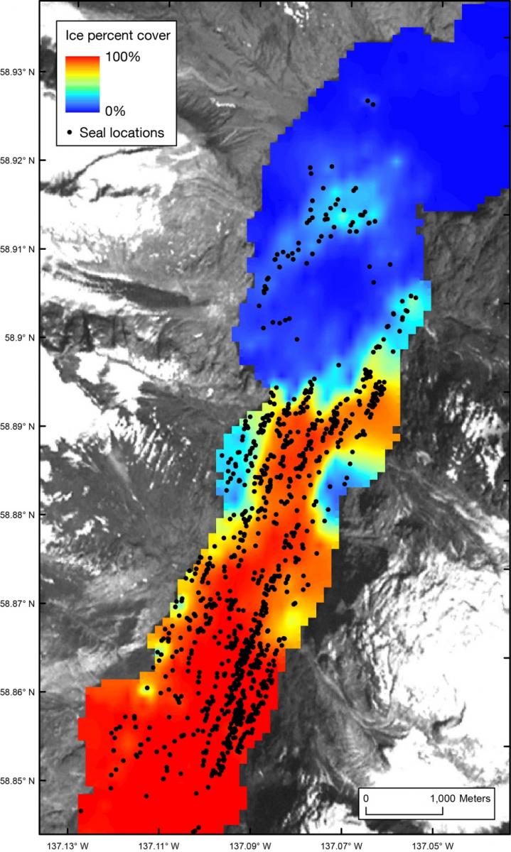 Harbor seal distribution determined from aerial imagery in relation to percent ice cover in Johns Hopkins Inlet in Glacier Bay National Park, Alaska (June 2011).
