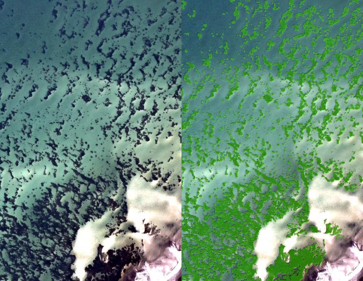 A side-by-side comparison of the base orthophoto (left) and the mapped seagrass in green (right) within Gulf Islands National Seashore.