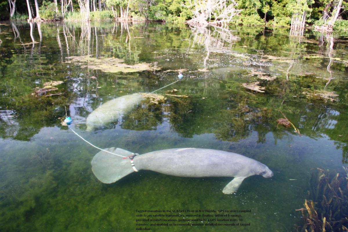 Tagged manatees in the St. Marks River in northwestern Florida.