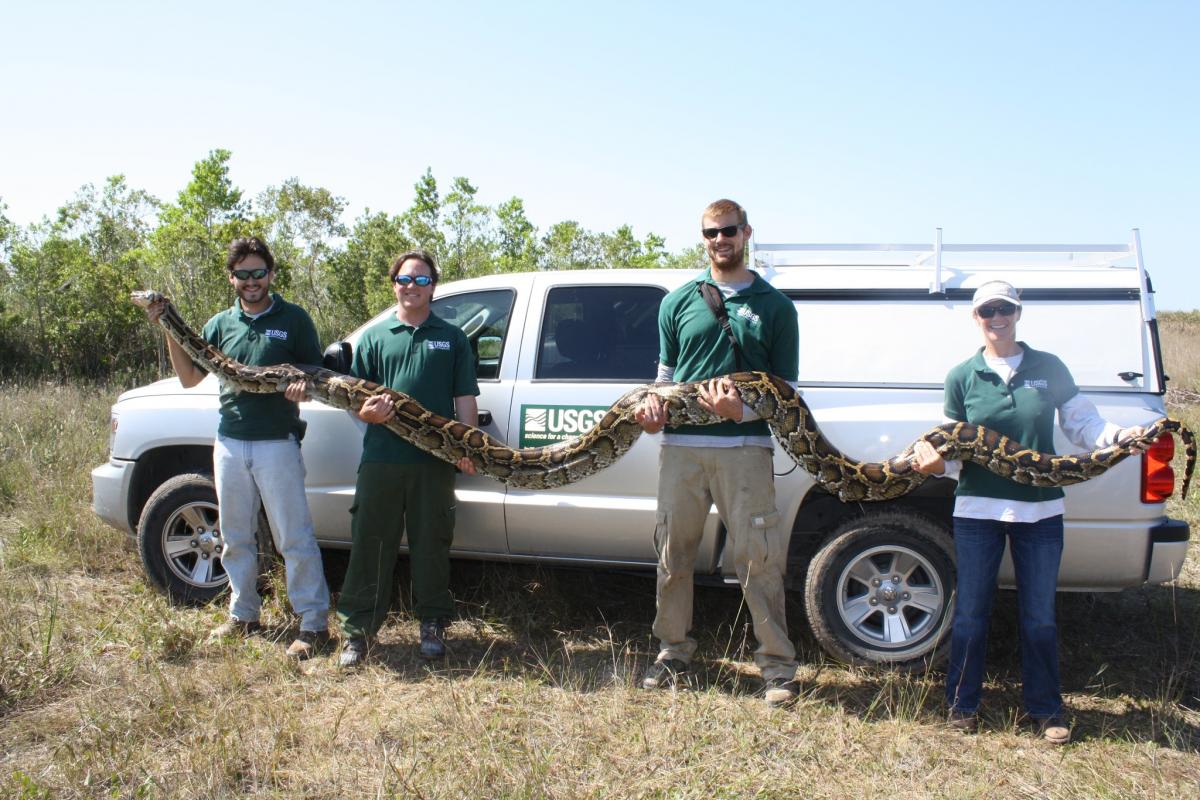 USGS researchers holding a recently recaptured 537 cm (17'7