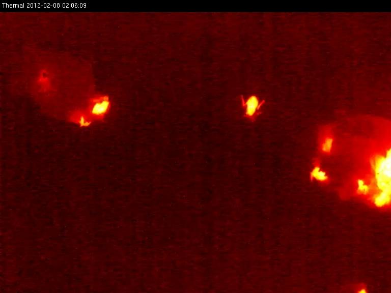 Thermal imagery showing winter activity in two clusters of approximately 50 bats each (lighter areas to upper left and middle right) during mid-winter in a cave in the southeastern United States.  Lighter colors represent warmer temperatures and show individual bats or clusters of bats that have warmed their bodies from the colder temperatures of hibernation.  The individual bat seen between the two clusters is crawling across the cave ceiling.