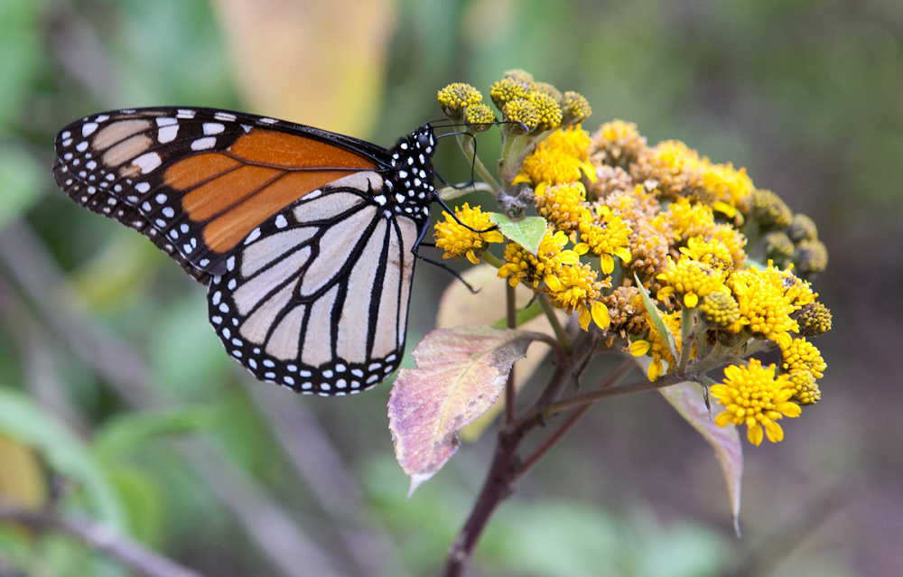 Monarch butterfly in Angangueo, Michoacan, Tomas Castelazo/Wikimedia Commons