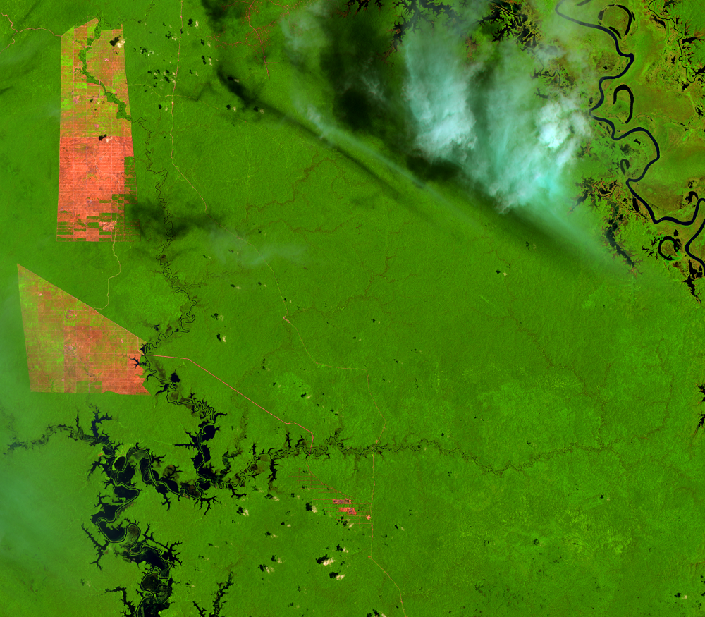  Feb. 7, 2014, Landsat 8 (path/row 100/65) — Location of palm oil plantations, Papua, Indonesia