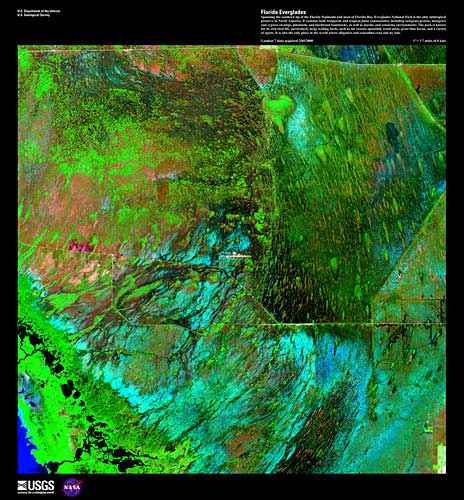 Several greens splattered across the image with some background reds and blues representing a portion of the Florida Everglades.