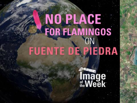 No Place for Flamingos on Fuente de Piedra